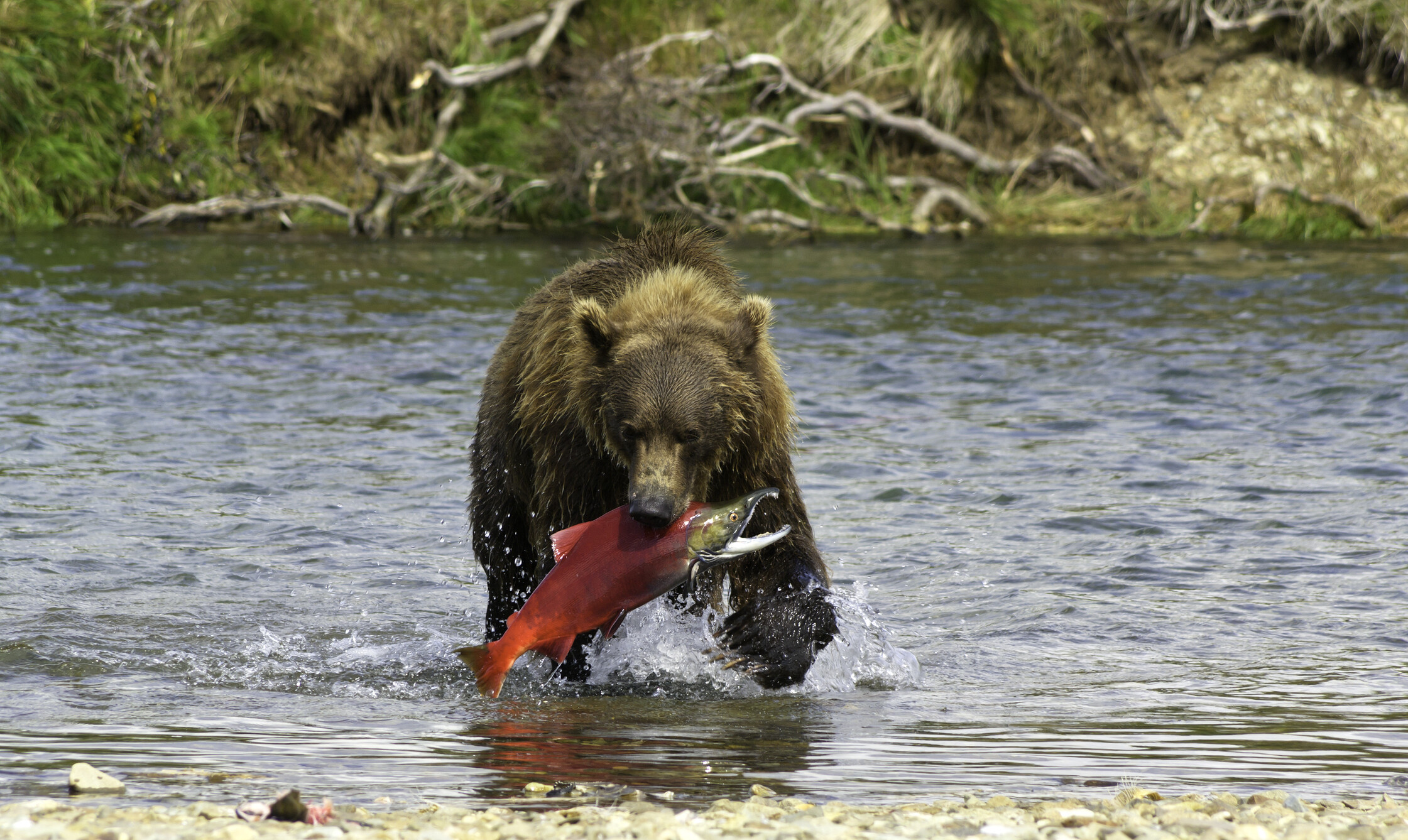 Un Grizzli pêchant un saumon lors d'un road trip dans le parc de Yellowstone Un Grizzli pêchant un saumon lors d'un road trip dans le parc de Yellowstone