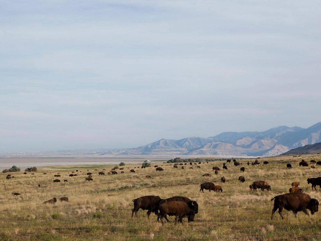Utah - Antelope Island State Park