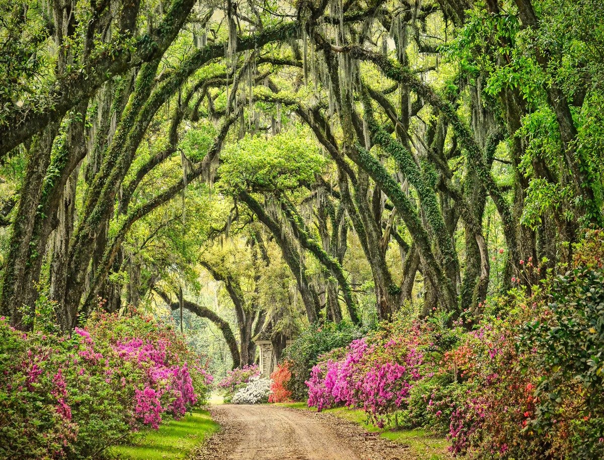 Ambiance nature et observation de la faune dans l'esprit d'un voyage en Louisiane