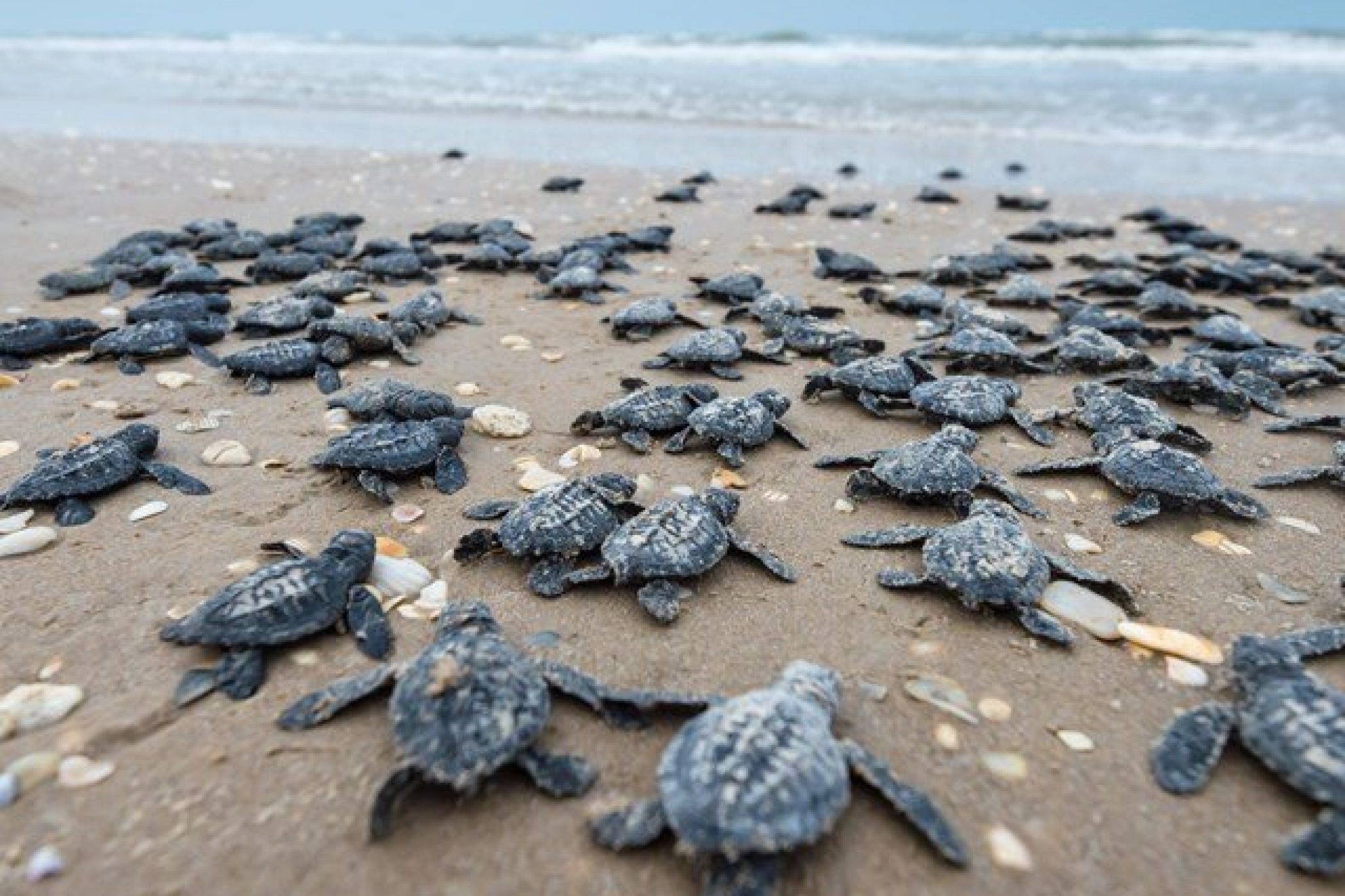 Texas - Padre Island National Seashore
